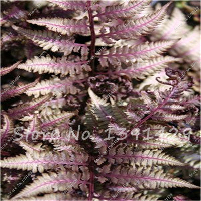 100pcs 24 kinds Garden Fern Seeds Rare Creeper Vines Grass Mixed Foliage Plants Bonsai Exotic Plant for Flower Pots Planters