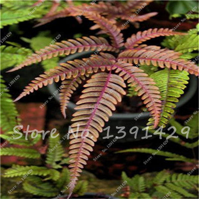 100pcs 24 kinds Garden Fern Seeds Rare Creeper Vines Grass Mixed Foliage Plants Bonsai Exotic Plant for Flower Pots Planters