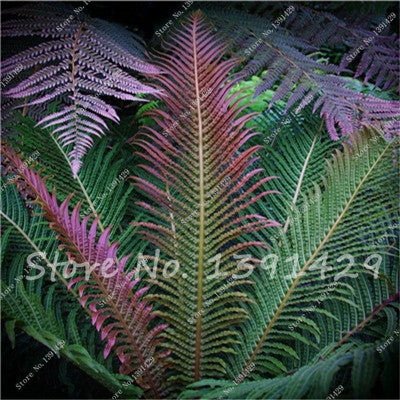 100pcs 24 kinds Garden Fern Seeds Rare Creeper Vines Grass Mixed Foliage Plants Bonsai Exotic Plant for Flower Pots Planters