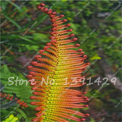 100pcs 24 kinds Garden Fern Seeds Rare Creeper Vines Grass Mixed Foliage Plants Bonsai Exotic Plant for Flower Pots Planters