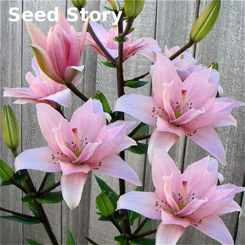50pcs Perfume Lily Seeds +secret Gifts Flower Germination 99% Creepers Bonsai DIY Garden Supplies Sementes Indoor Pots Planters