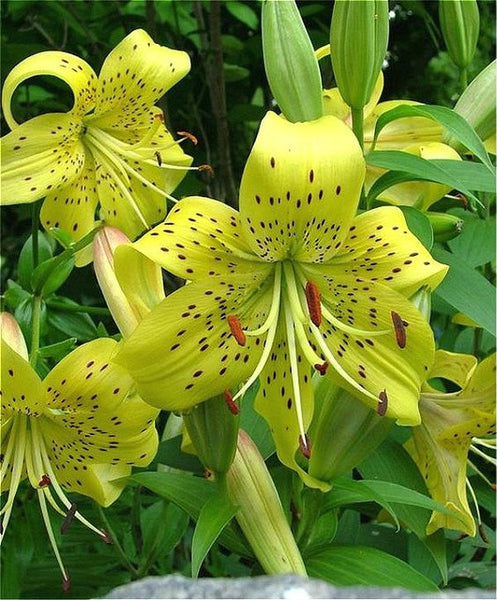 50pcs Perfume Lily Seeds +secret Gifts Flower Germination 99% Creepers Bonsai DIY Garden Supplies Sementes Indoor Pots Planters