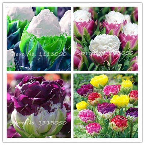30PCS Tulip Seeds, Aroma Tulip Plants,Rare Ice Cream,Flower Pot Planters, DIY for Home and Garden,Bonsai Plants for Decoration