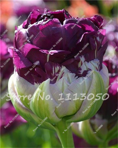 30PCS Tulip Seeds, Aroma Tulip Plants,Rare Ice Cream,Flower Pot Planters, DIY for Home and Garden,Bonsai Plants for Decoration