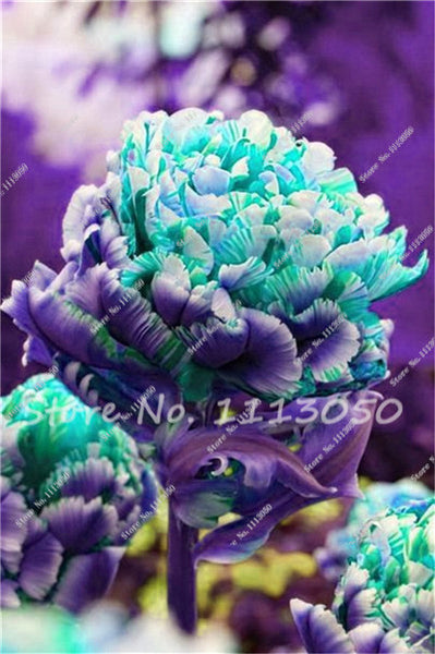 30PCS Tulip Seeds, Aroma Tulip Plants,Rare Ice Cream,Flower Pot Planters, DIY for Home and Garden,Bonsai Plants for Decoration