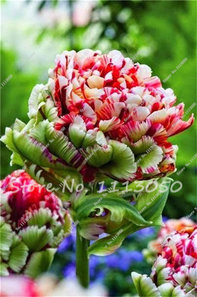 30PCS Tulip Seeds, Aroma Tulip Plants,Rare Ice Cream,Flower Pot Planters, DIY for Home and Garden,Bonsai Plants for Decoration