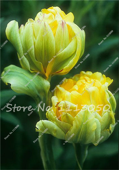 30PCS Tulip Seeds, Aroma Tulip Plants,Rare Ice Cream,Flower Pot Planters, DIY for Home and Garden,Bonsai Plants for Decoration