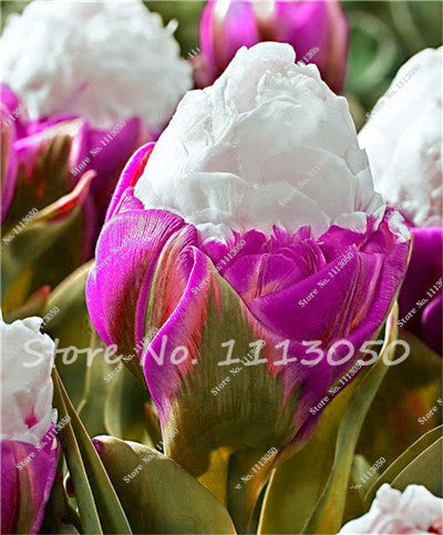 30PCS Tulip Seeds, Aroma Tulip Plants,Rare Ice Cream,Flower Pot Planters, DIY for Home and Garden,Bonsai Plants for Decoration