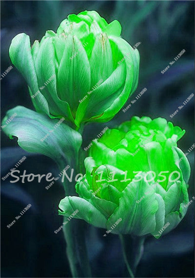 30PCS Tulip Seeds, Aroma Tulip Plants,Rare Ice Cream,Flower Pot Planters, DIY for Home and Garden,Bonsai Plants for Decoration