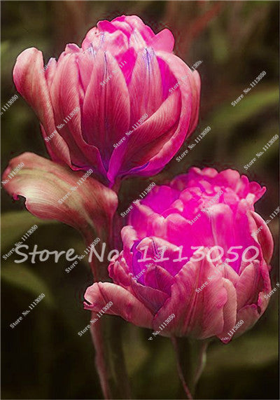 30PCS Tulip Seeds, Aroma Tulip Plants,Rare Ice Cream,Flower Pot Planters, DIY for Home and Garden,Bonsai Plants for Decoration