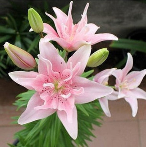 3.25 Promotion! 50pcs perfume Lily Seeds+ SECRET GIFTS, flower Germination 99% creepers bonsai DIY garden supplies pots planters