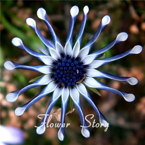 Free Shipping 50 Blue Daisy hardy plants flower seeds exotic ornamental flowers