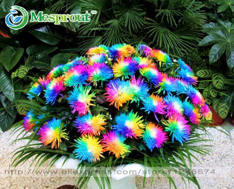 100PC Rainbow Chrysanthemum Flower Seeds, Ornamental Bonsai, Rare Color ,New Choose More Chrysanthemum Seeds Garden Flower Plant