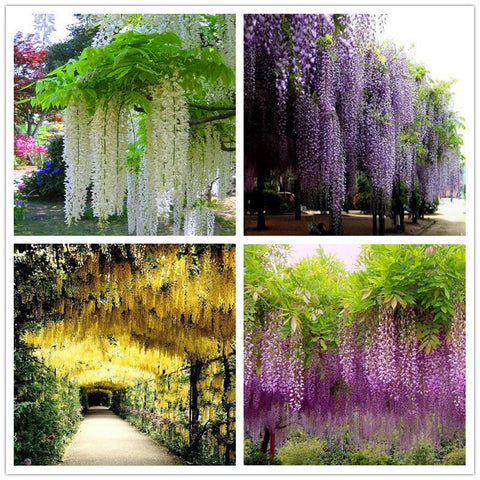 Wisteria Seeds 10seeds/pack,rare bonsai wisteria tree seeds Indoor ornamental plants flower seedsPurple yellow white pink Mix