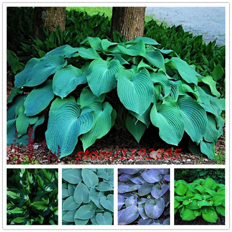 100pcs/bag hosta plants,Hosta 'Whirl Wind' in full shade,hosta flower,flower seeds,grass seeds,Ornamental Plants for home garden