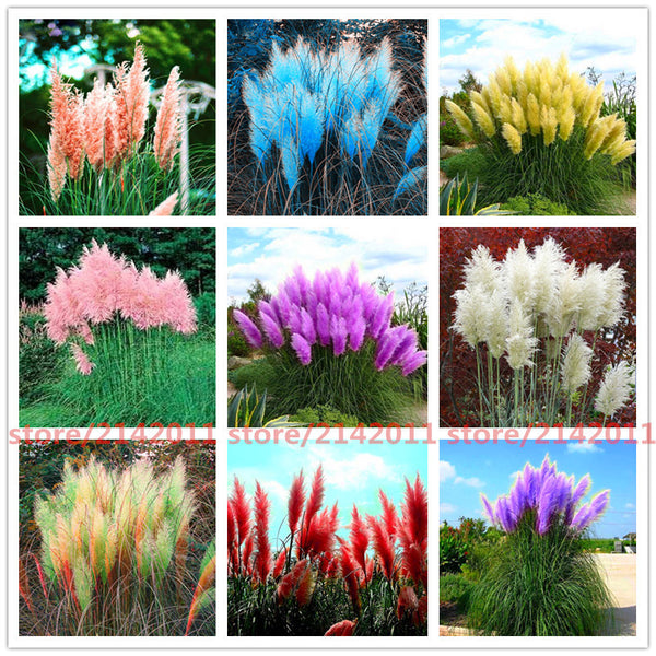 400pcs/bag pampas garss,pampas seeds,pampas grass plant,Ornamental Plant Flowers Cortaderia Selloana Grass Seeds for home garden