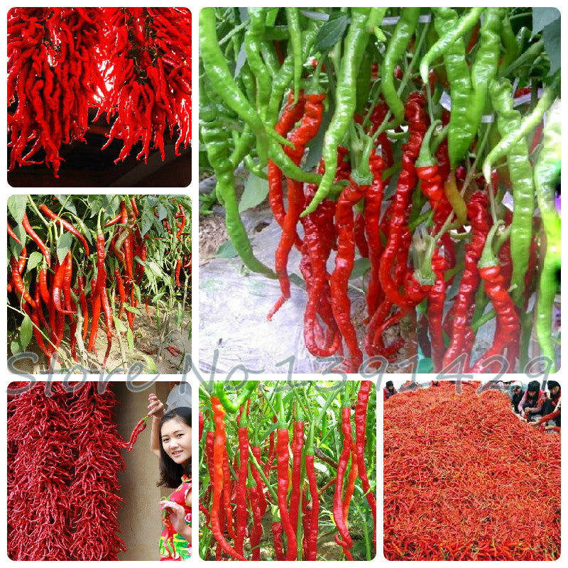 Capsicum seeds, Long Hot chili Seeds, Vegetable pepper Seeds,Ornamental fruit vegetable seeds,about 30 particles,